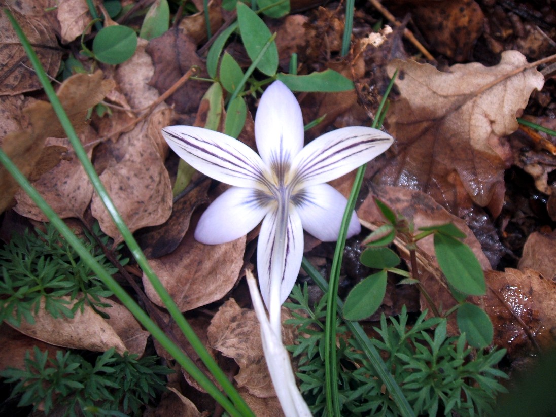 Gennaio sul Gargano - Anemone hortensis, Crocus biflorus